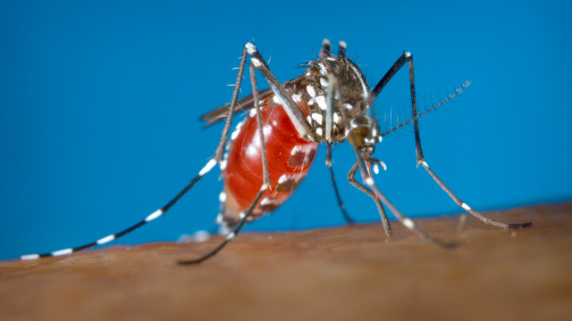 http://news.files.bbci.co.uk/vj/live/idt-images/data_pic-zika_mundo/160116202423_sp_aedes_aegypti_picando_640x360_ap_nocredit_f1f82.jpg
