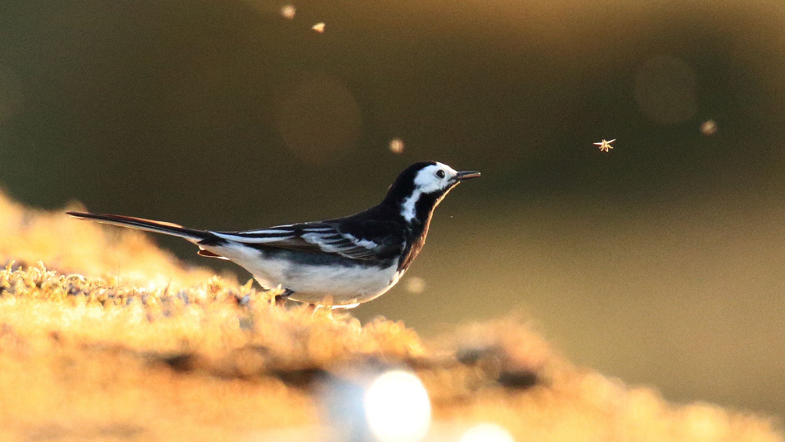 Sigldigwt yn edrych ar bryfyn