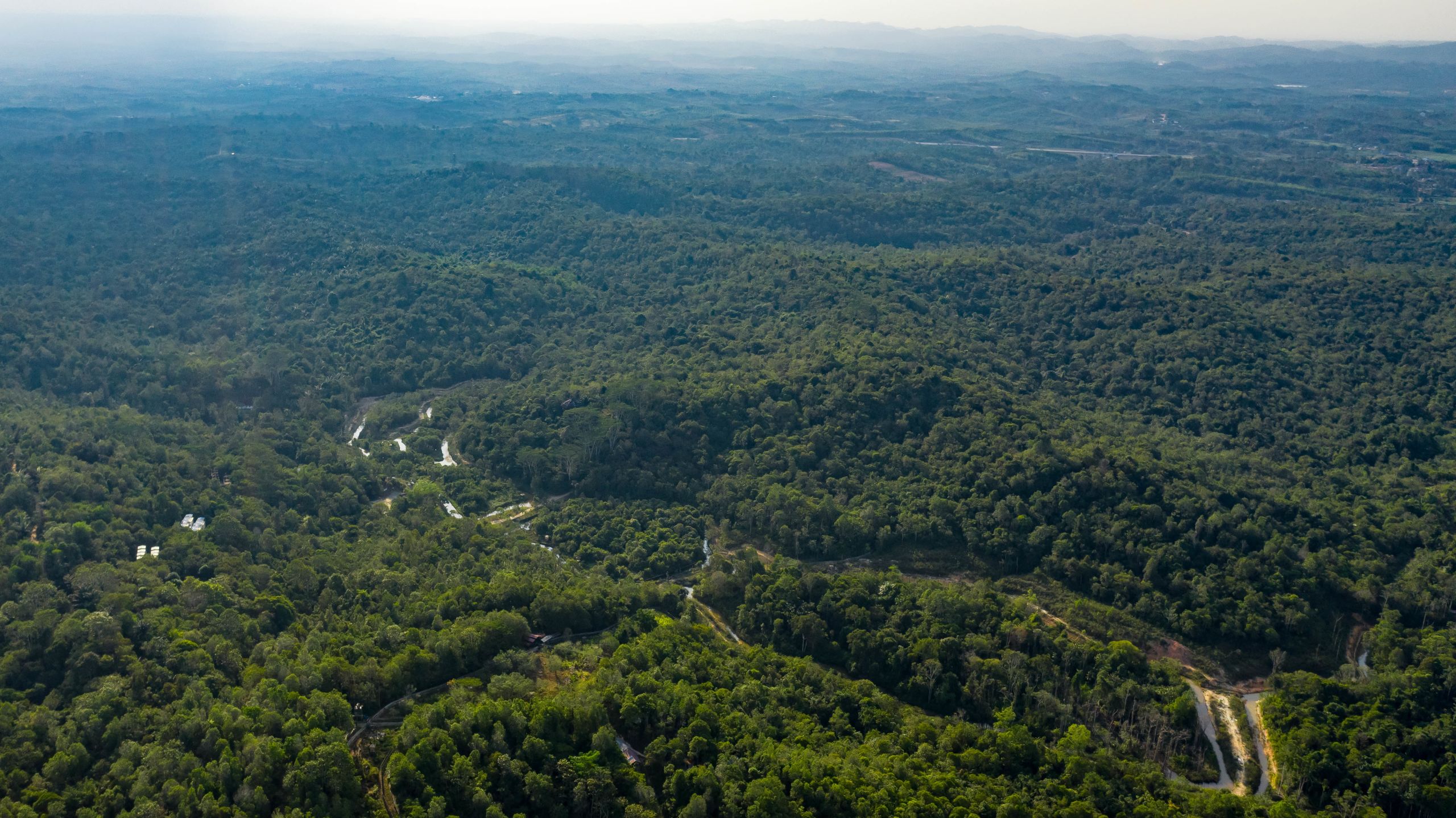 Hutan alami Kalimantan