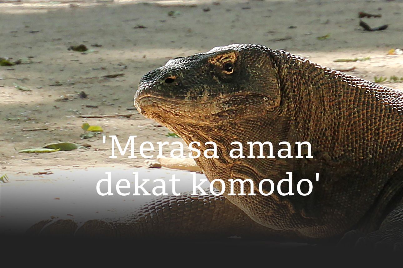 Foto komodo dengan tulisan "Merasa aman dekat komodo".