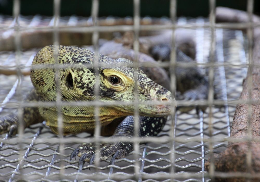 A rescued baby Komodo in a wildlife holding pen in Surabaya on the island of Java. BBC
