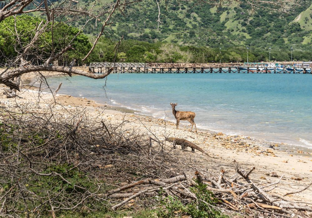Komodo Dragon circling his prey, a deer, on the beach of the nature reserve, Komodo National Park, Indonesia. Getty Images