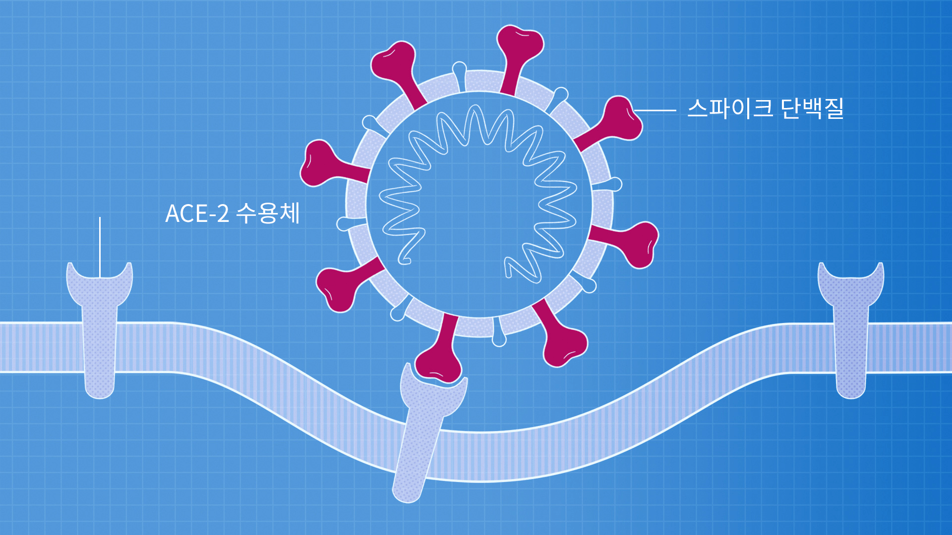 A illustration of a single coronavirus attaching to a human cell