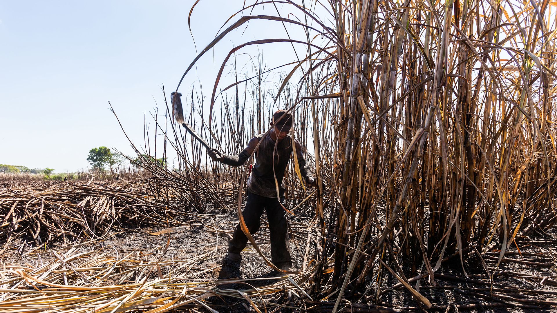 Sugar cane harvesting in the Caribbean