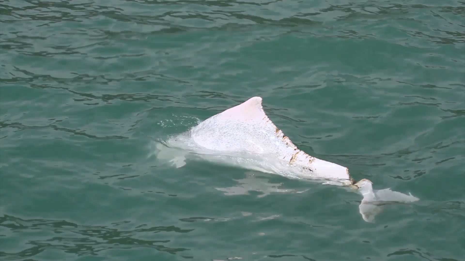 Are Hong Kong S Pink Dolphins About To Disappear
