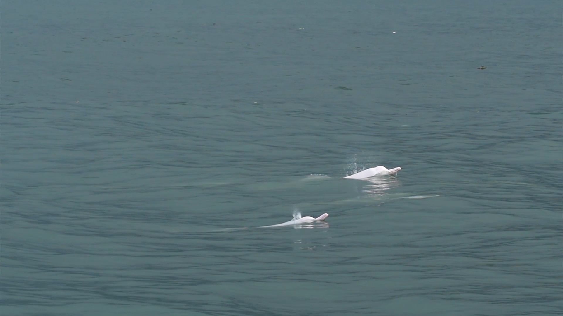 Are Hong Kong S Pink Dolphins About To Disappear