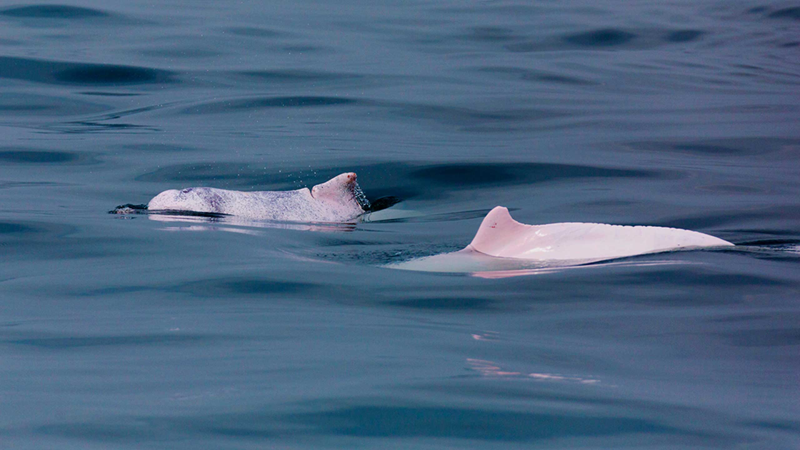 How many pink dolphins are left in the world 2019 Are Hong Kong S Pink Dolphins About To Disappear