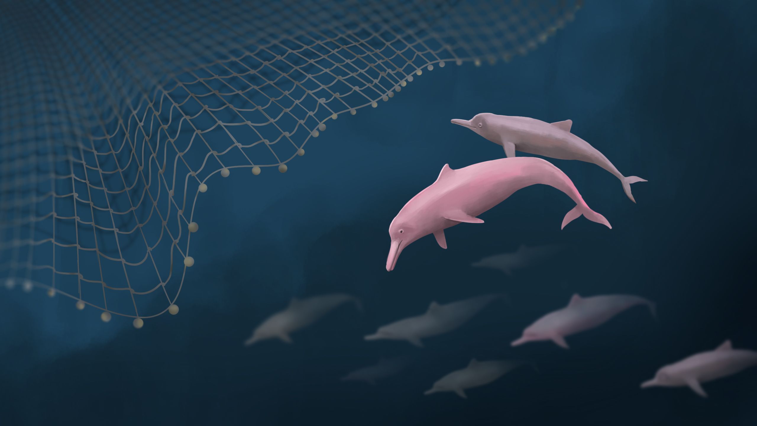 Explainer: why are the endangered dolphins of Hong Kong pink?