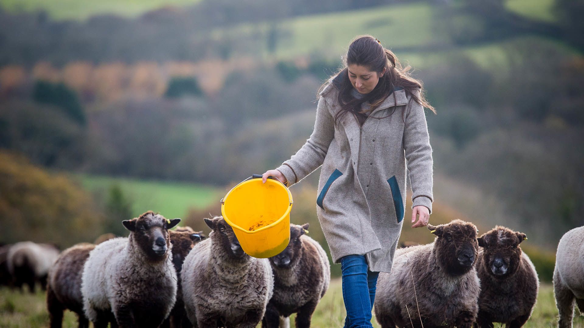 Women with sheep