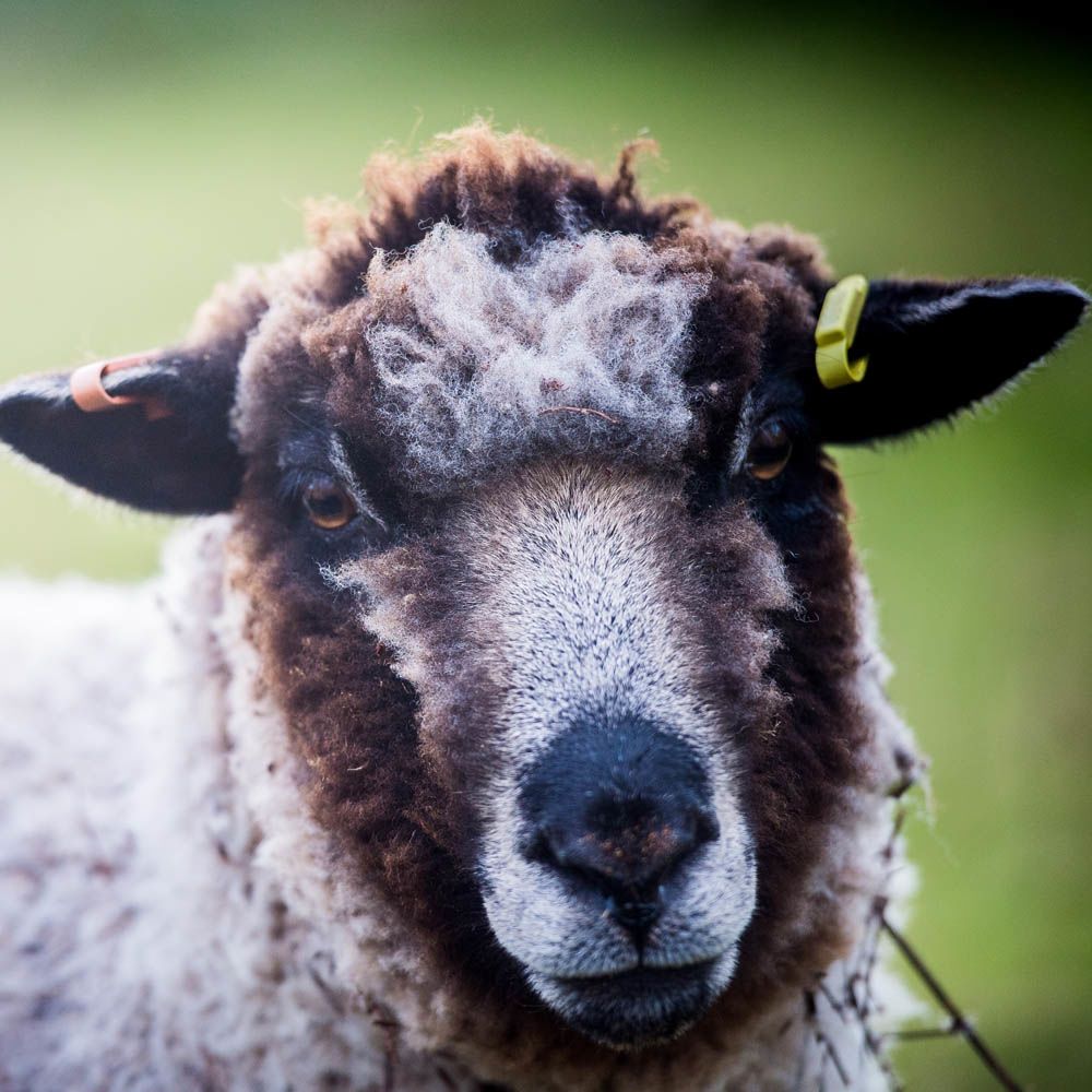 Sheep