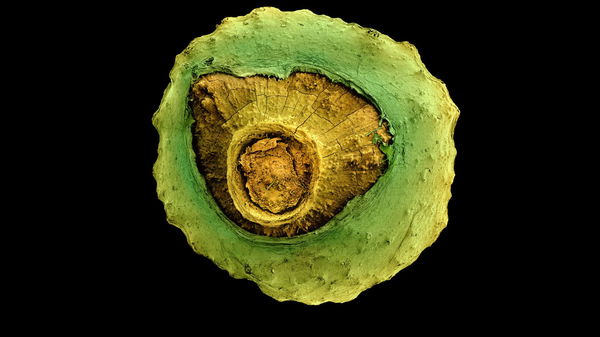Musa acuminata seed