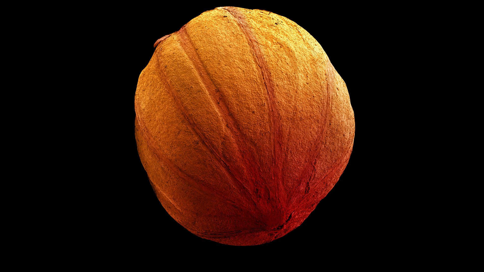Cornus sanguinea seed