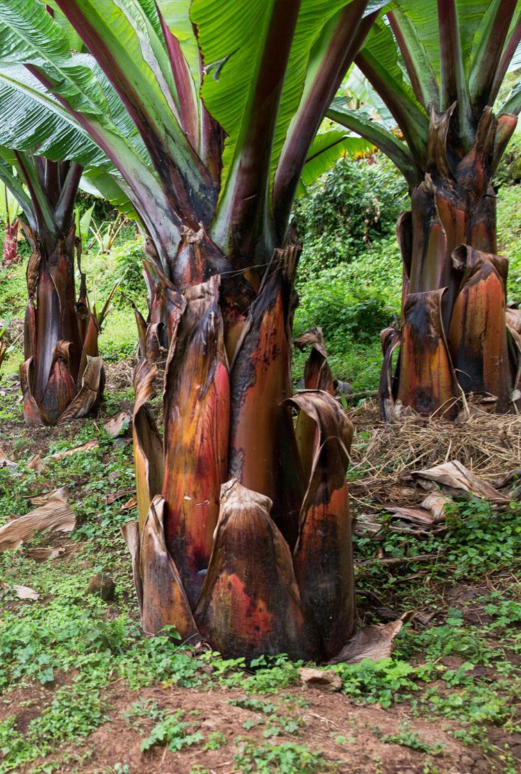 Ensete Ventricosum plants