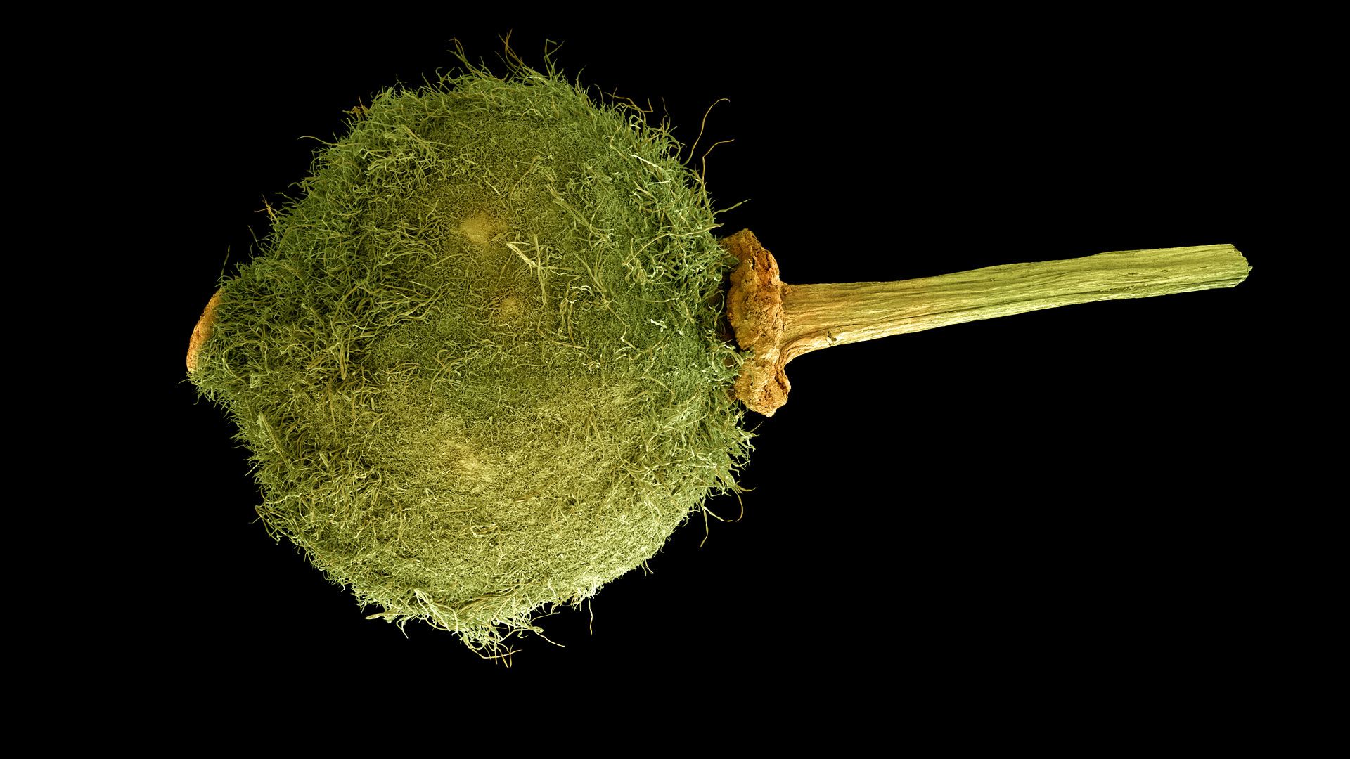 Tilia cordata fruit