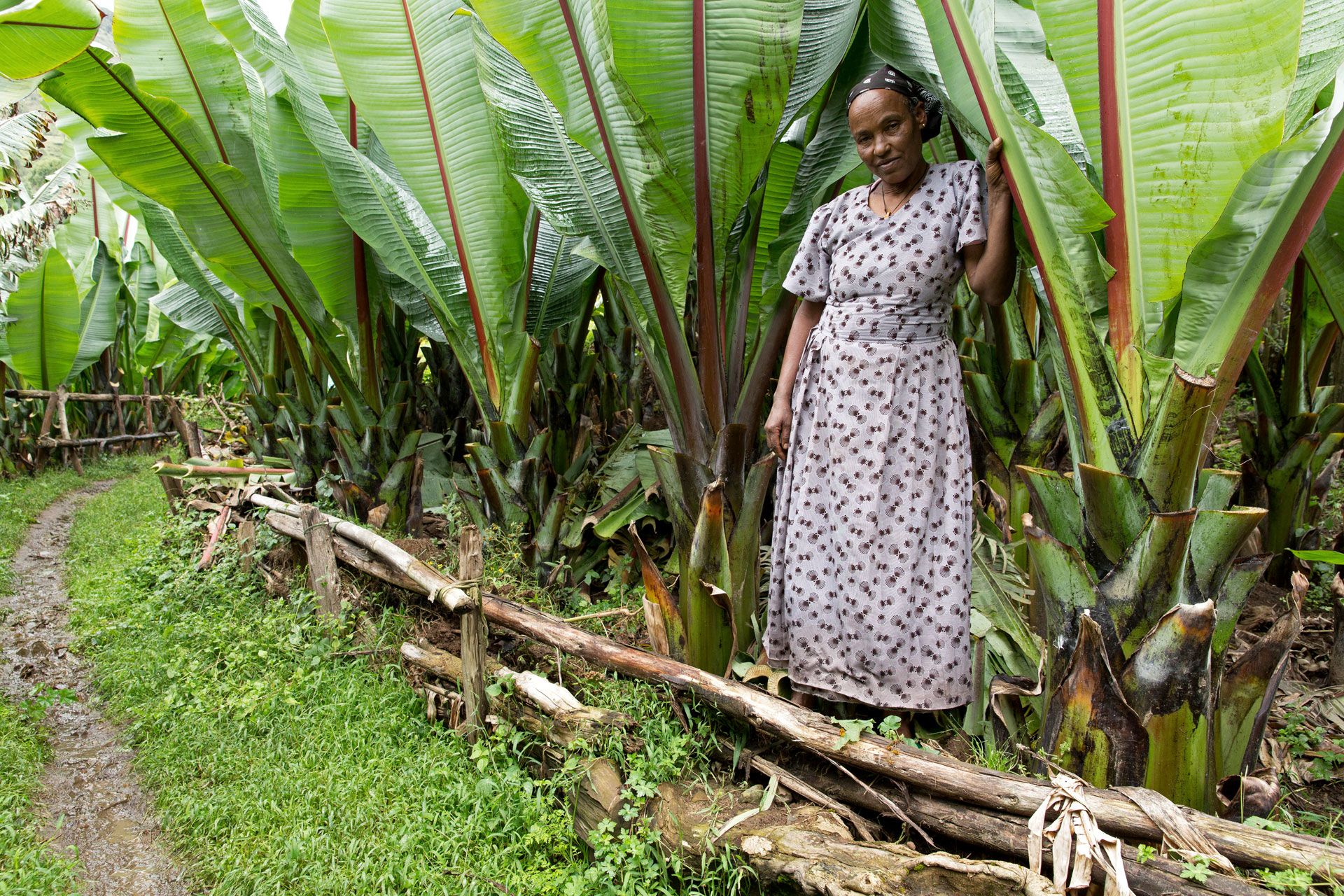 A woman is seen in a field of Ensete ventricosum