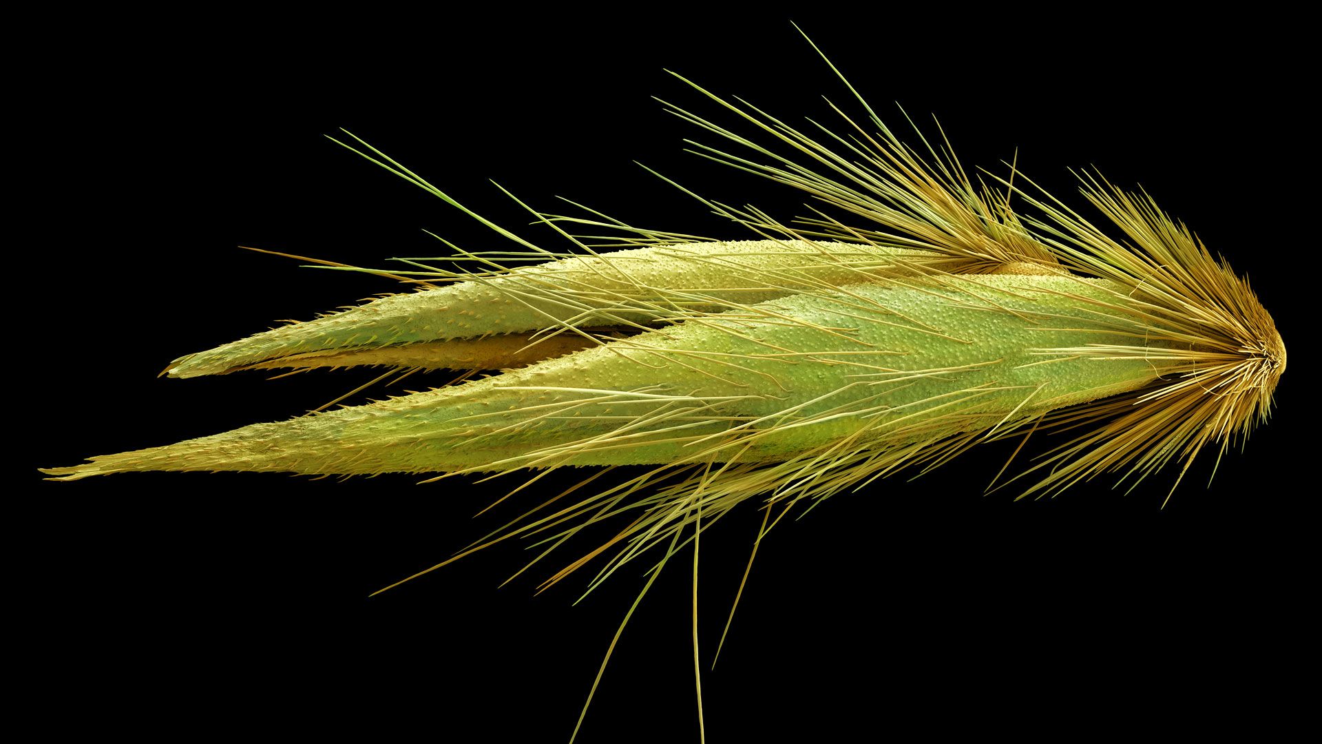 Avena fatua seed