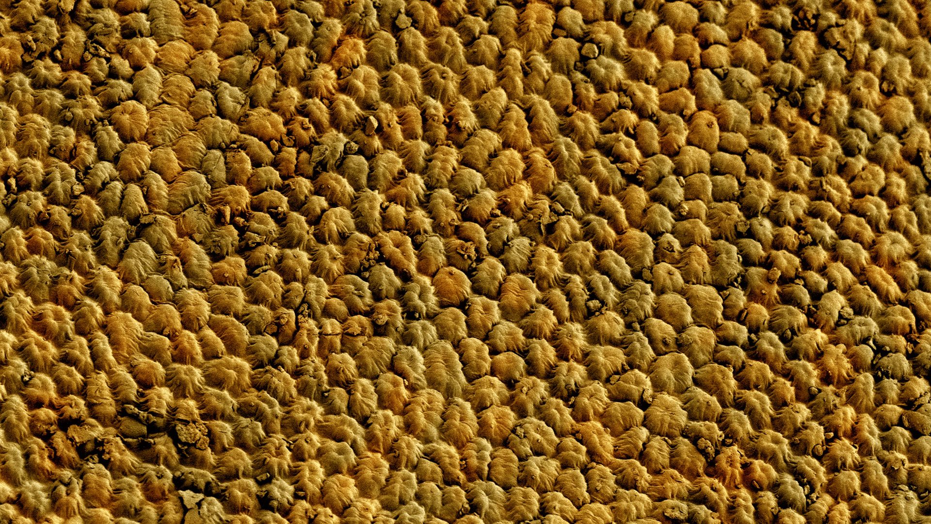 Medicago rotata seed surface