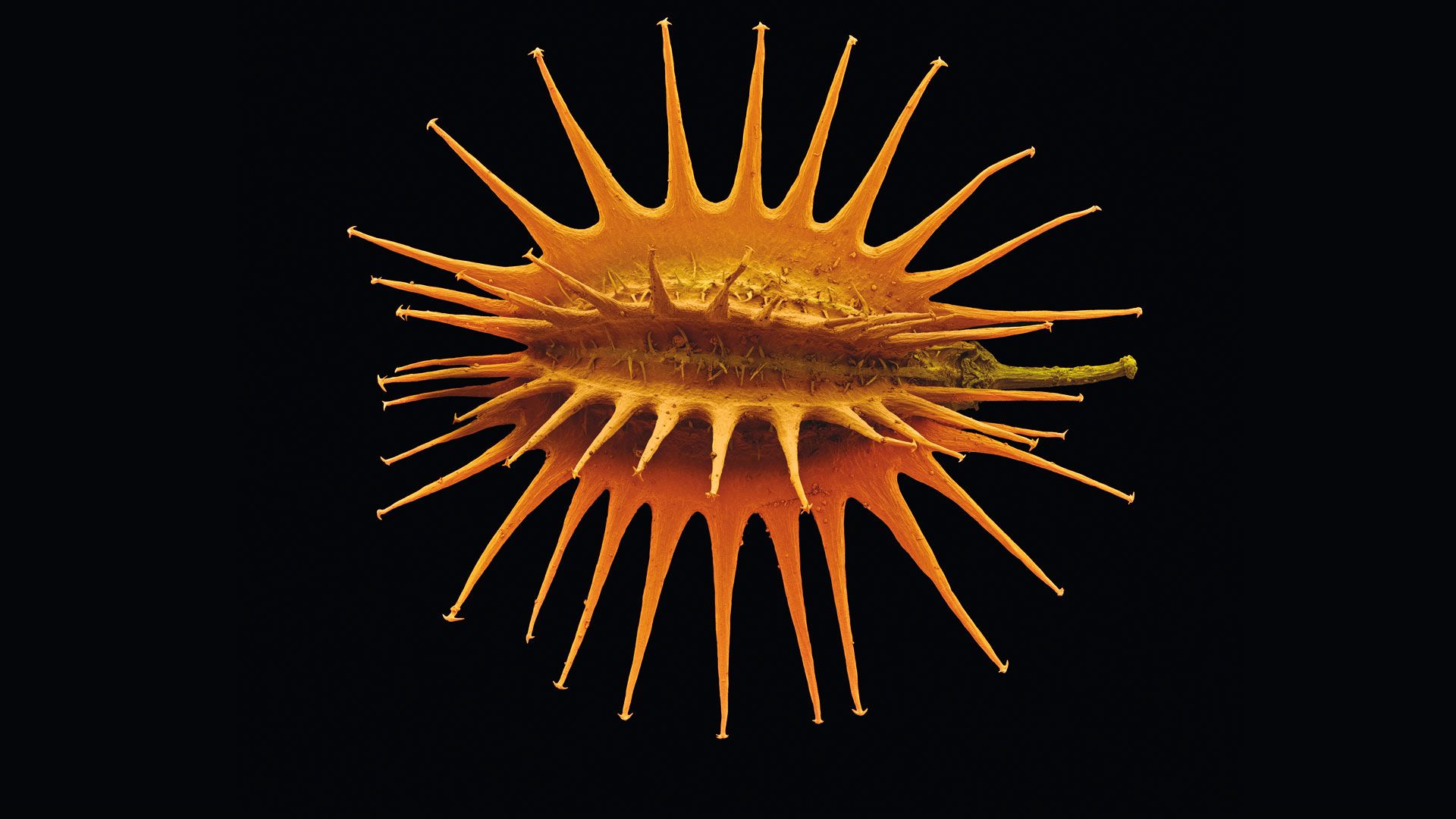 Daucus carota seed