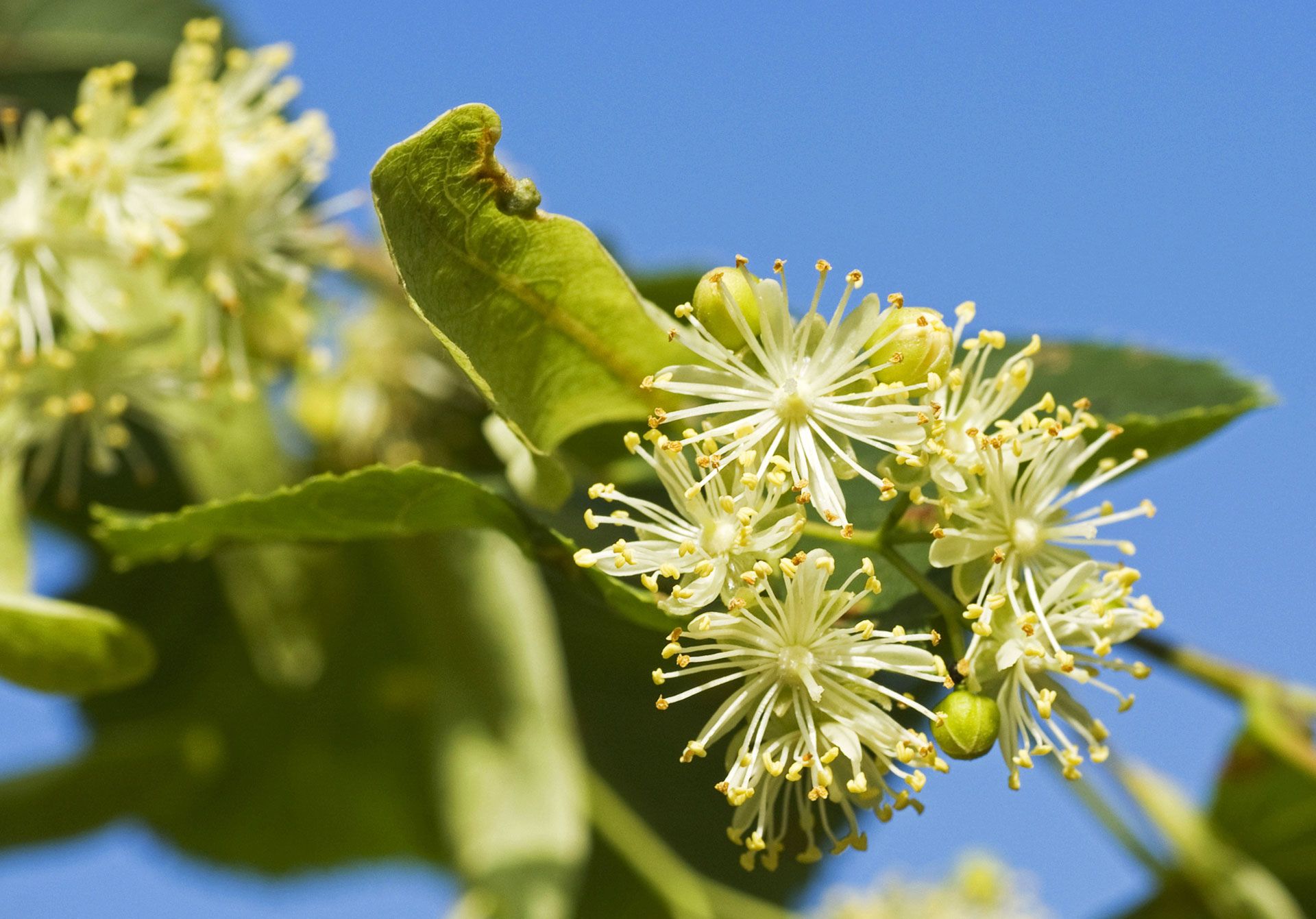 Flowers from a Tilia cordata tree