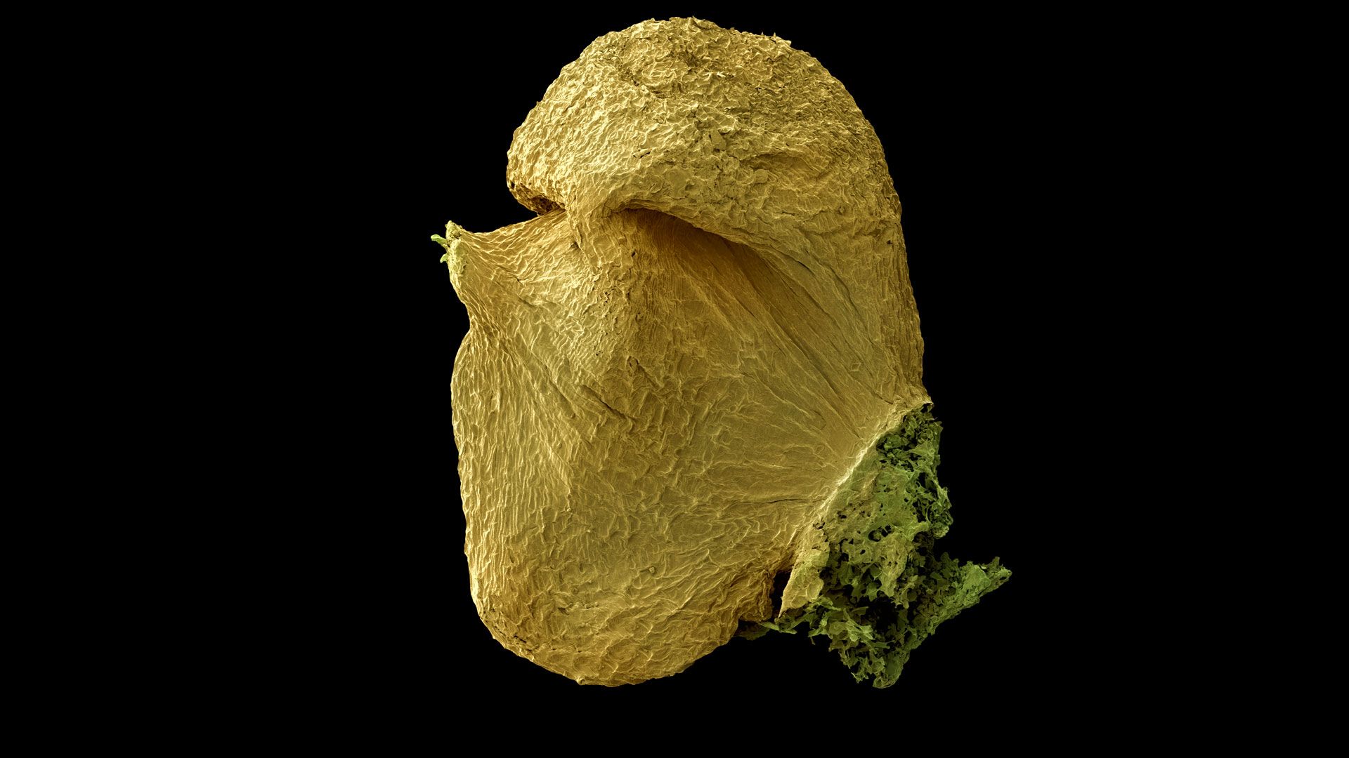 Tilia cordata seed