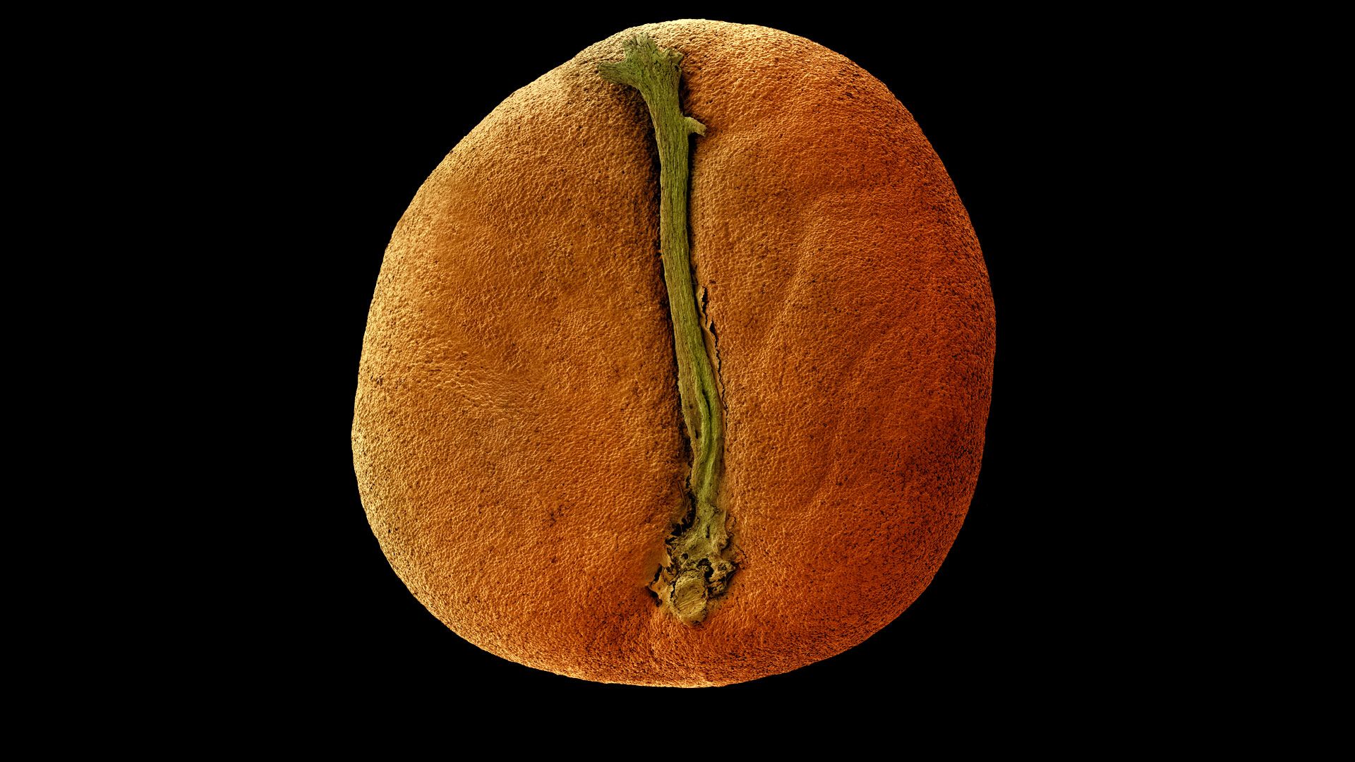 Coffea humbertii seed