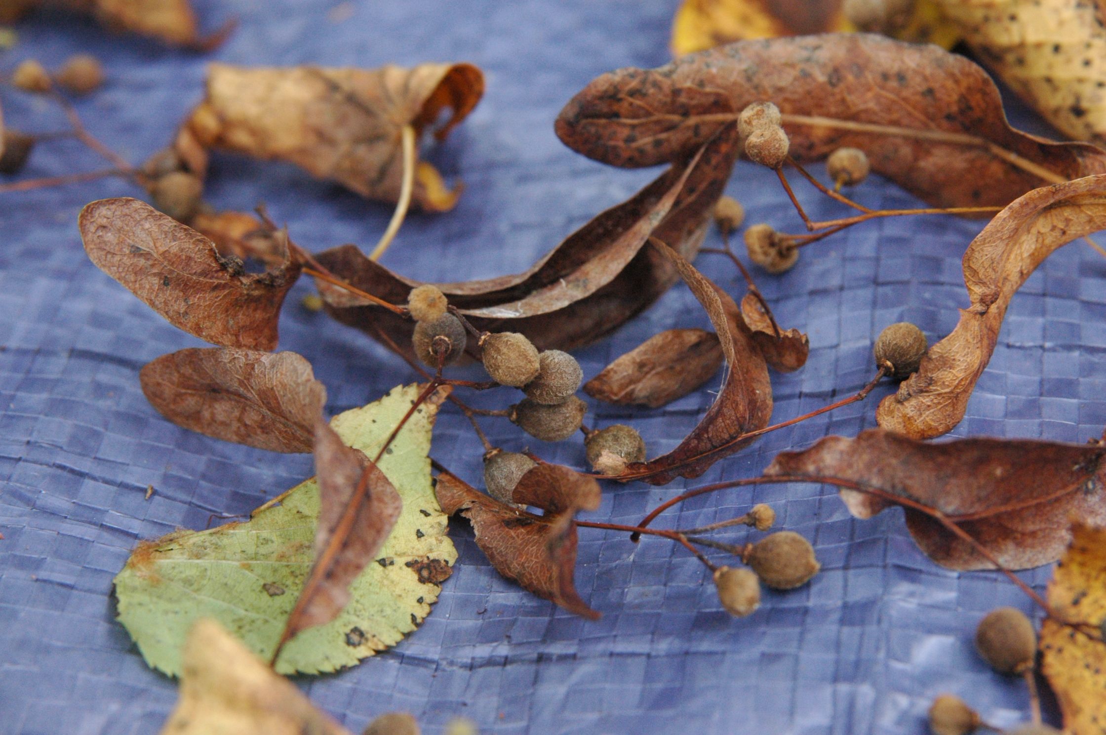Tilia cordata seeds and bracts