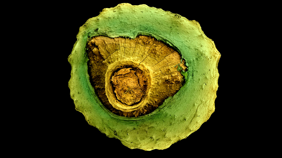 Seeds of life The plants suited to climate change Seeds of life The plants suited to climate change