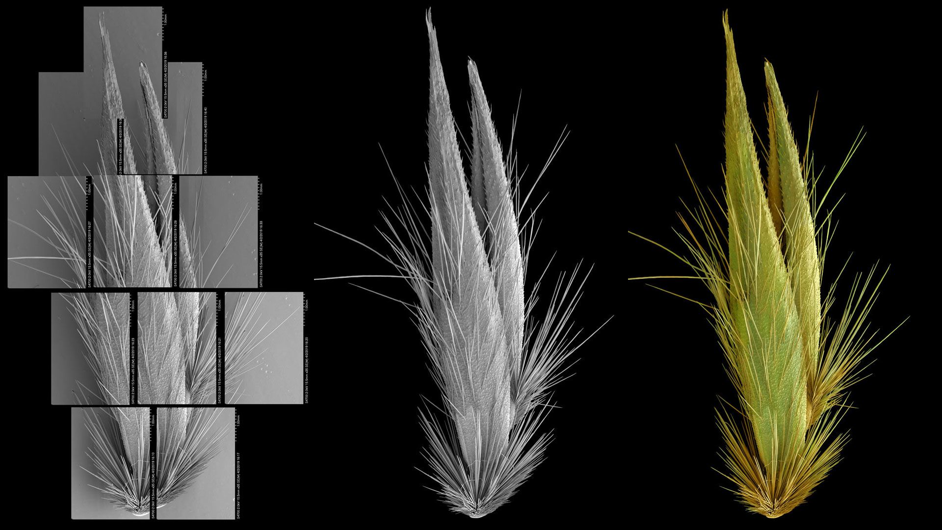 A composite image showing the process of creating the seed images