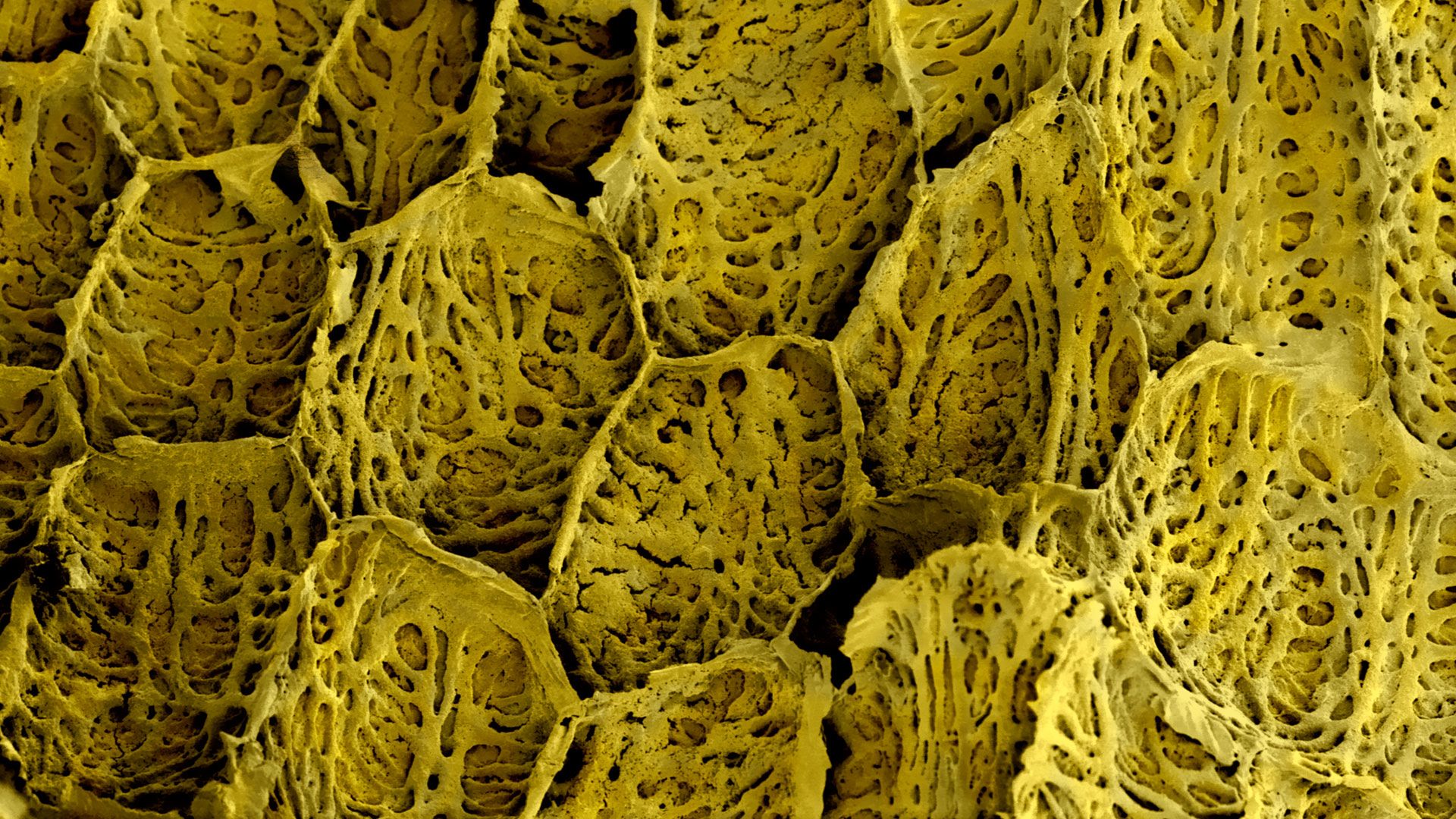 Musa acuminata seed surface