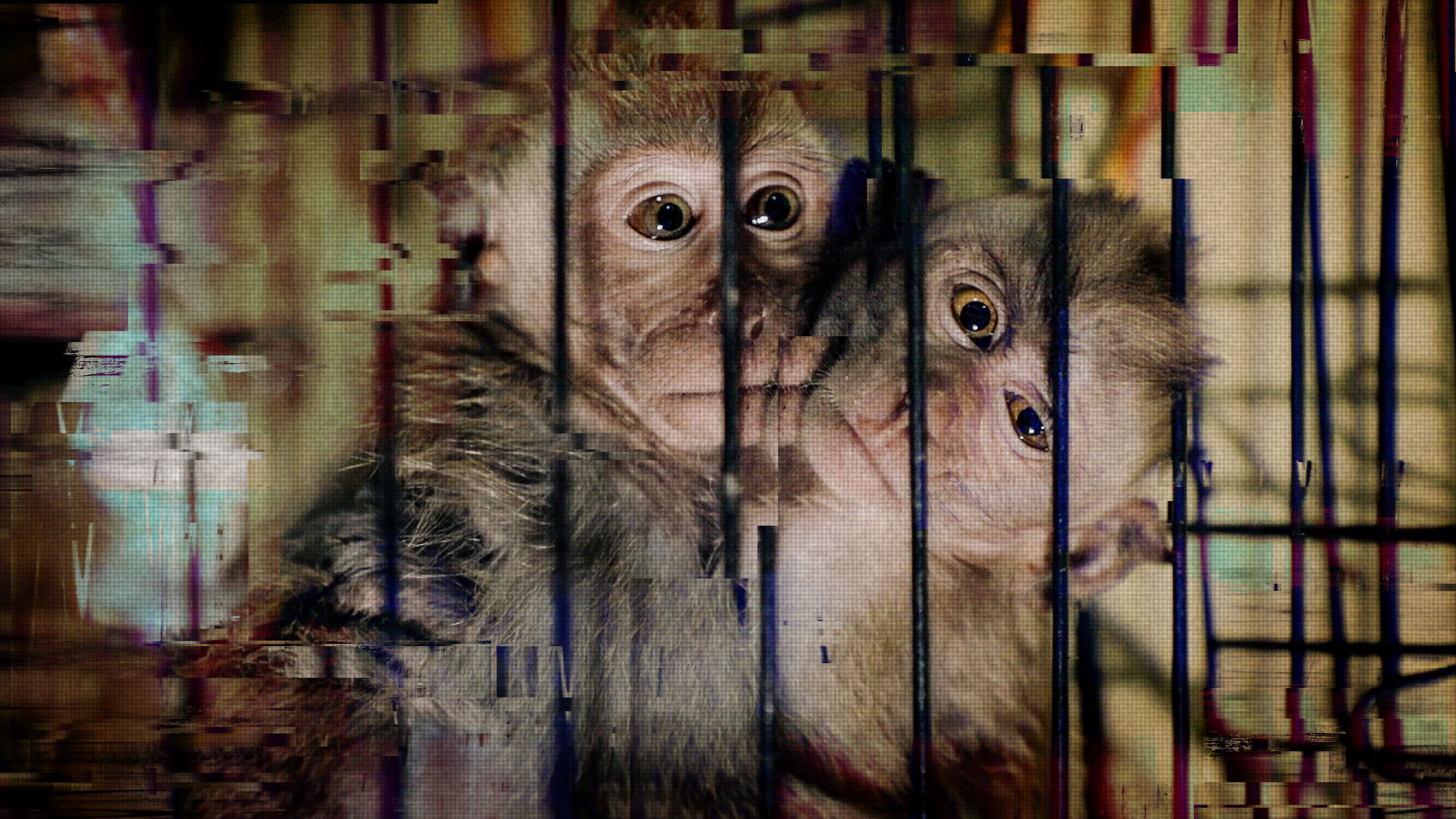 Caught on cam: Global investigation uncovers 'sadistic monkey torture' of  baby macaques
