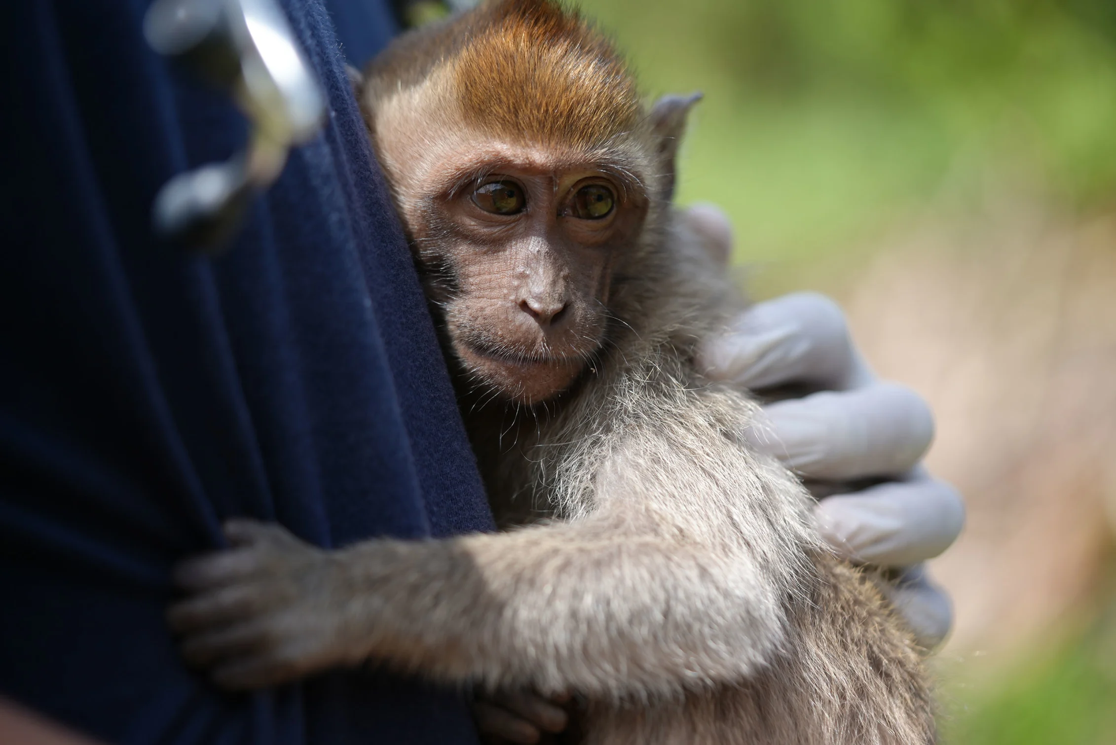 Caught on cam: Global investigation uncovers 'sadistic monkey torture' of  baby macaques