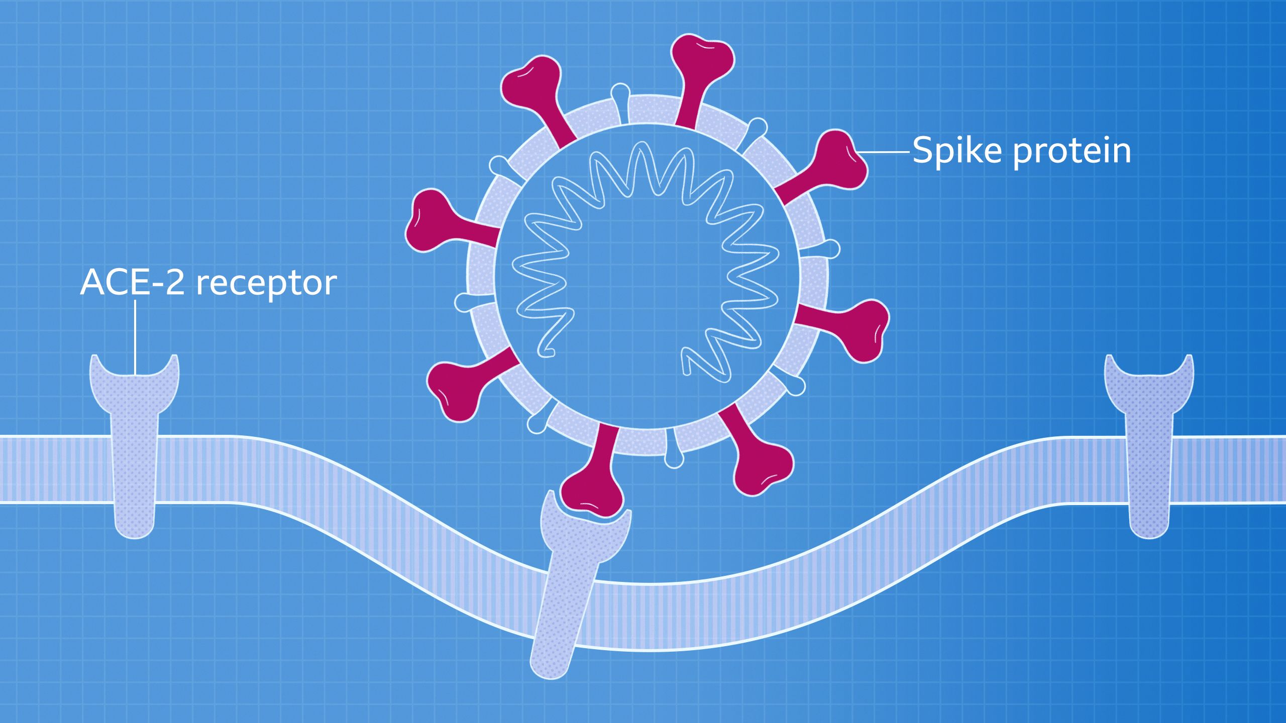 A illustration of a single coronavirus attaching to a human cell
