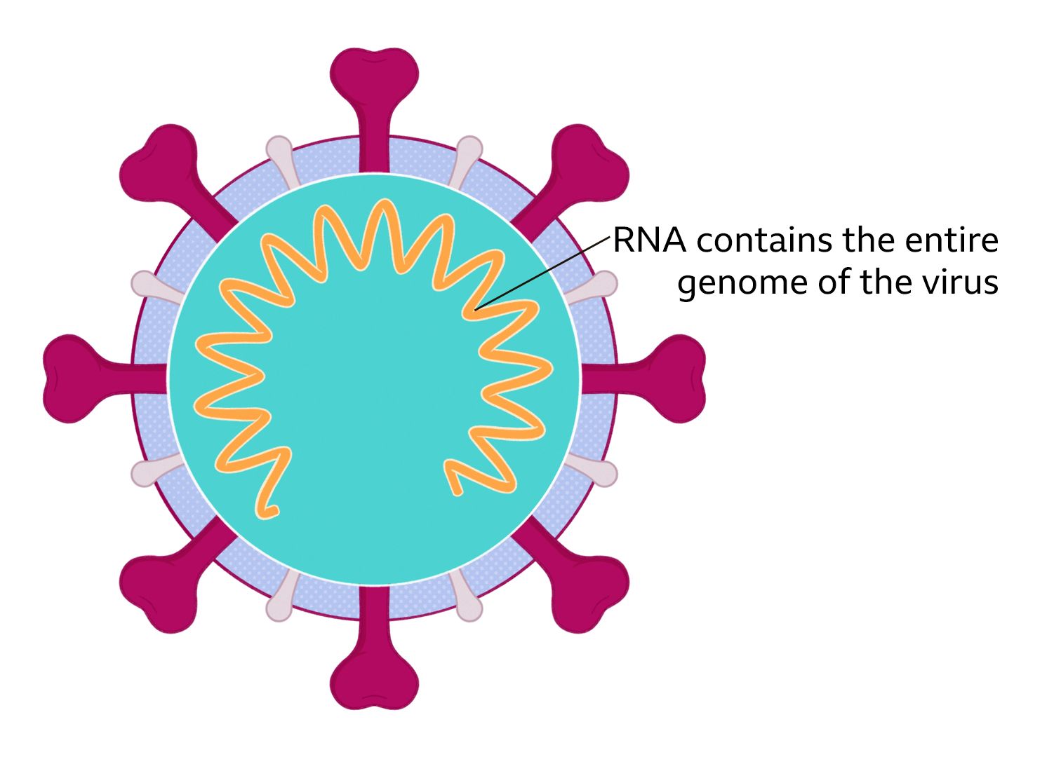 A single illustrated coronavirus with an arrow to its RNA which contains the entire genome of the virus