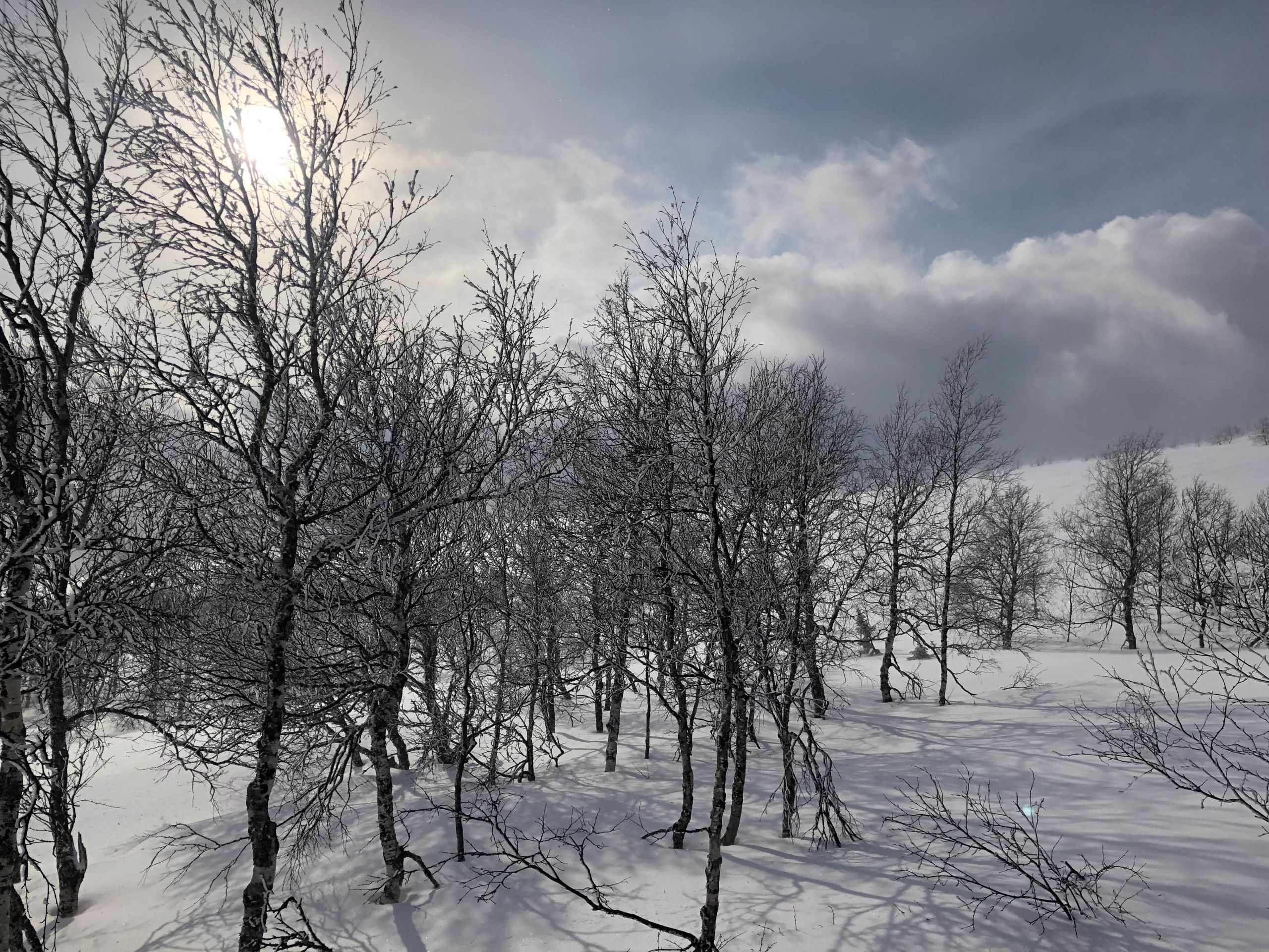 Snowy trees