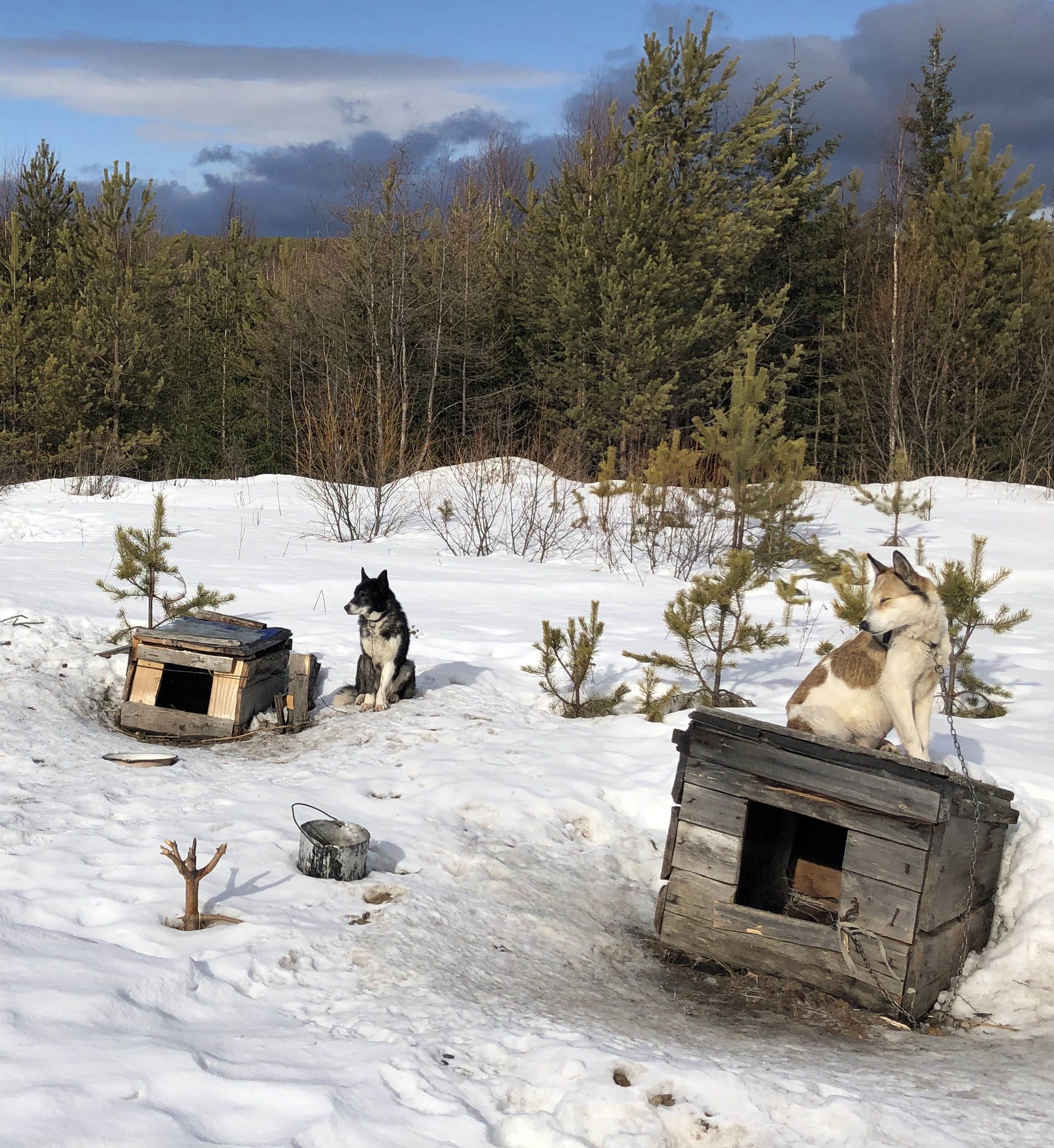 Dogs
