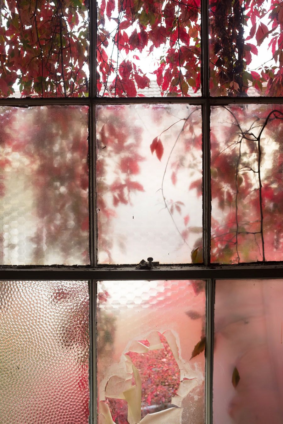 Leaves at a window