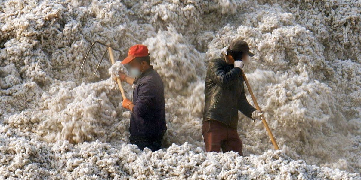 Two men raking a pile of cotton