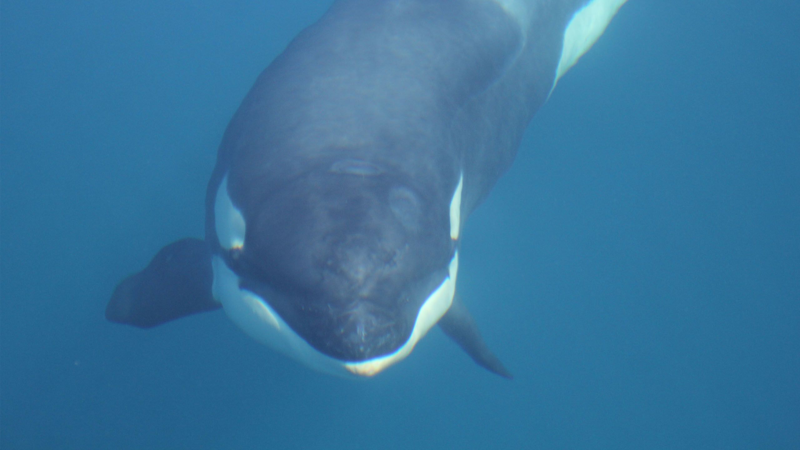 Orca underwater