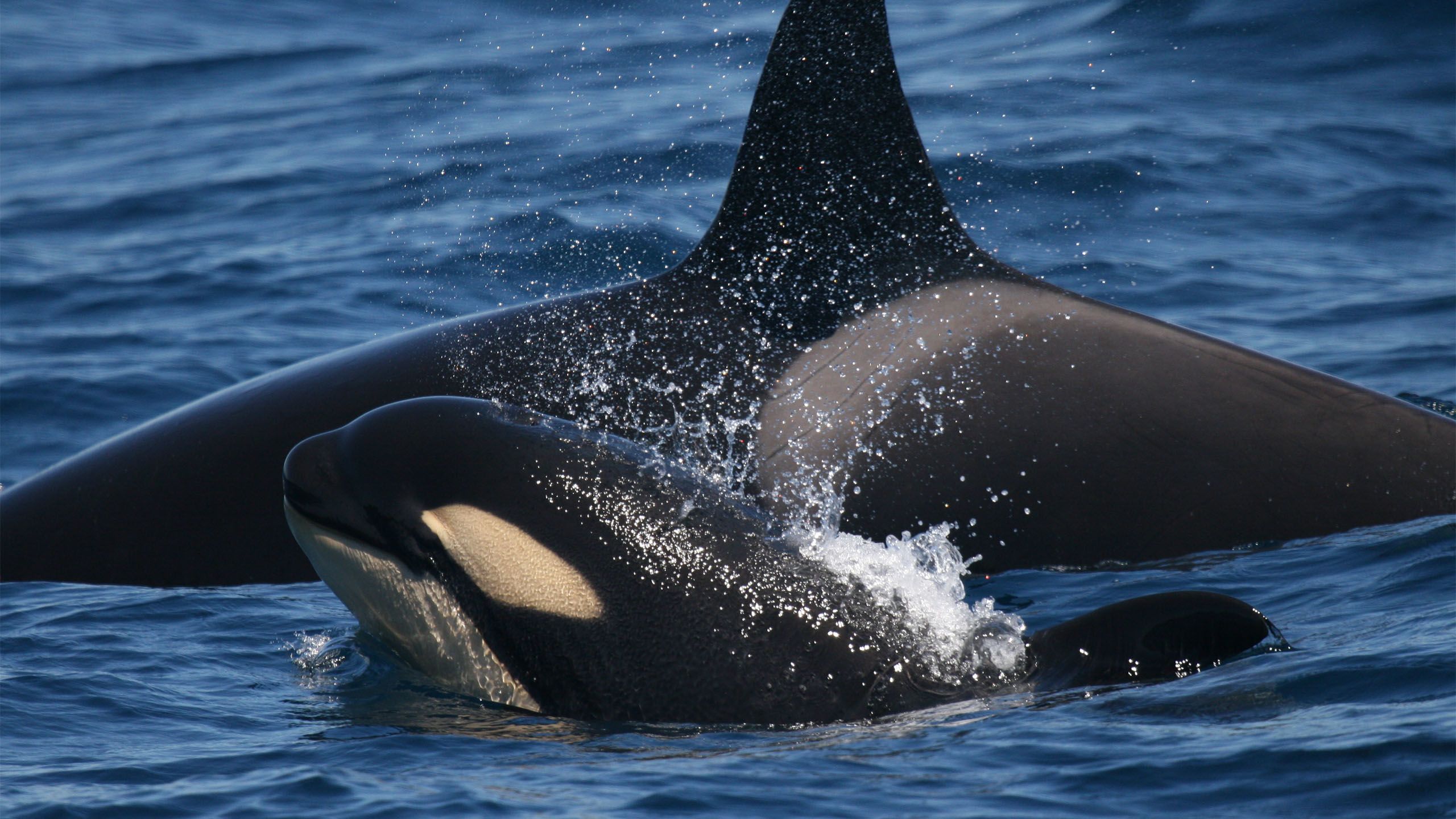 Orcas