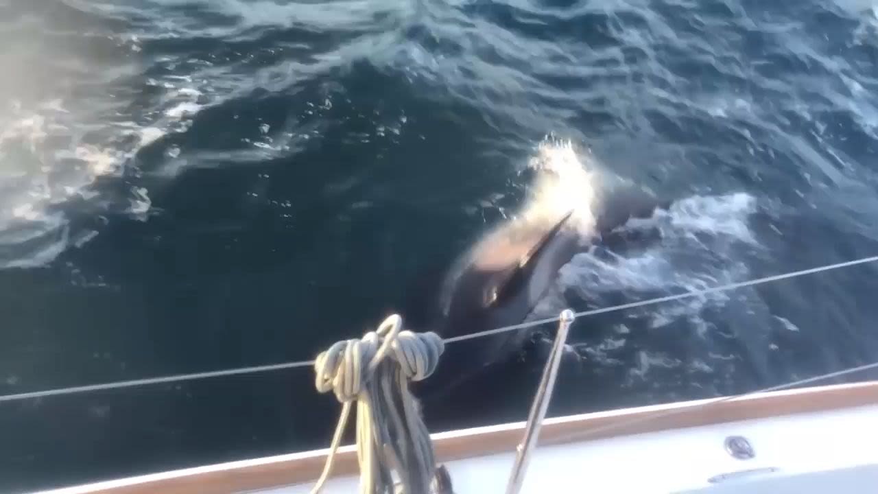 Have rogue orcas really been attacking boats in the Atlantic?