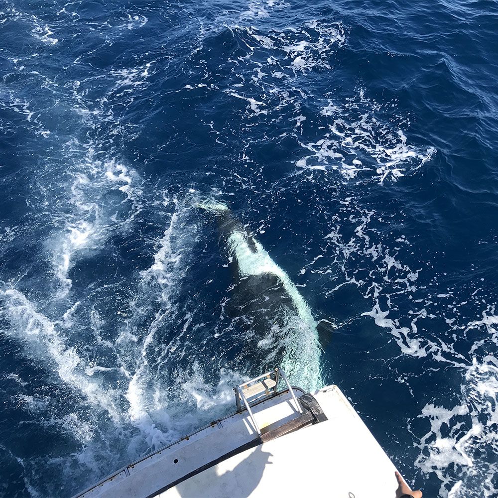 Orca behind boat