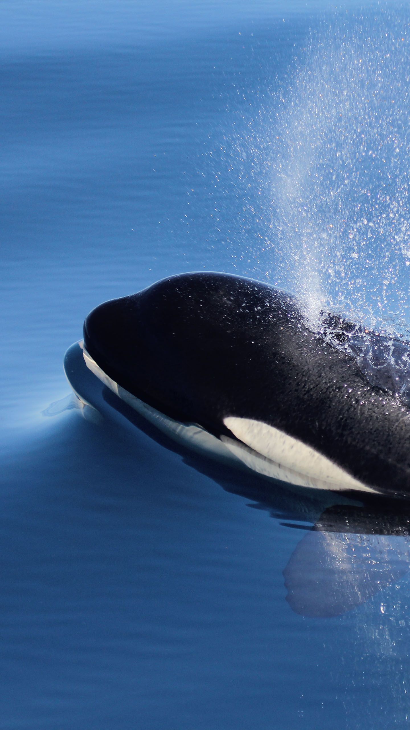 Orcas Are Terrorizing French Sailors – Is The Uk Next? - j9mjfw3