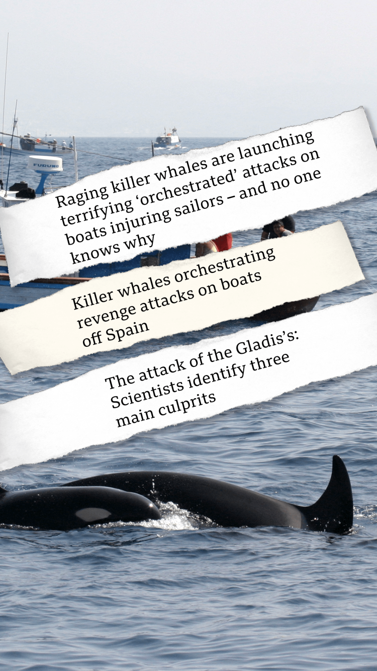 Have rogue orcas really been attacking boats in the Atlantic?