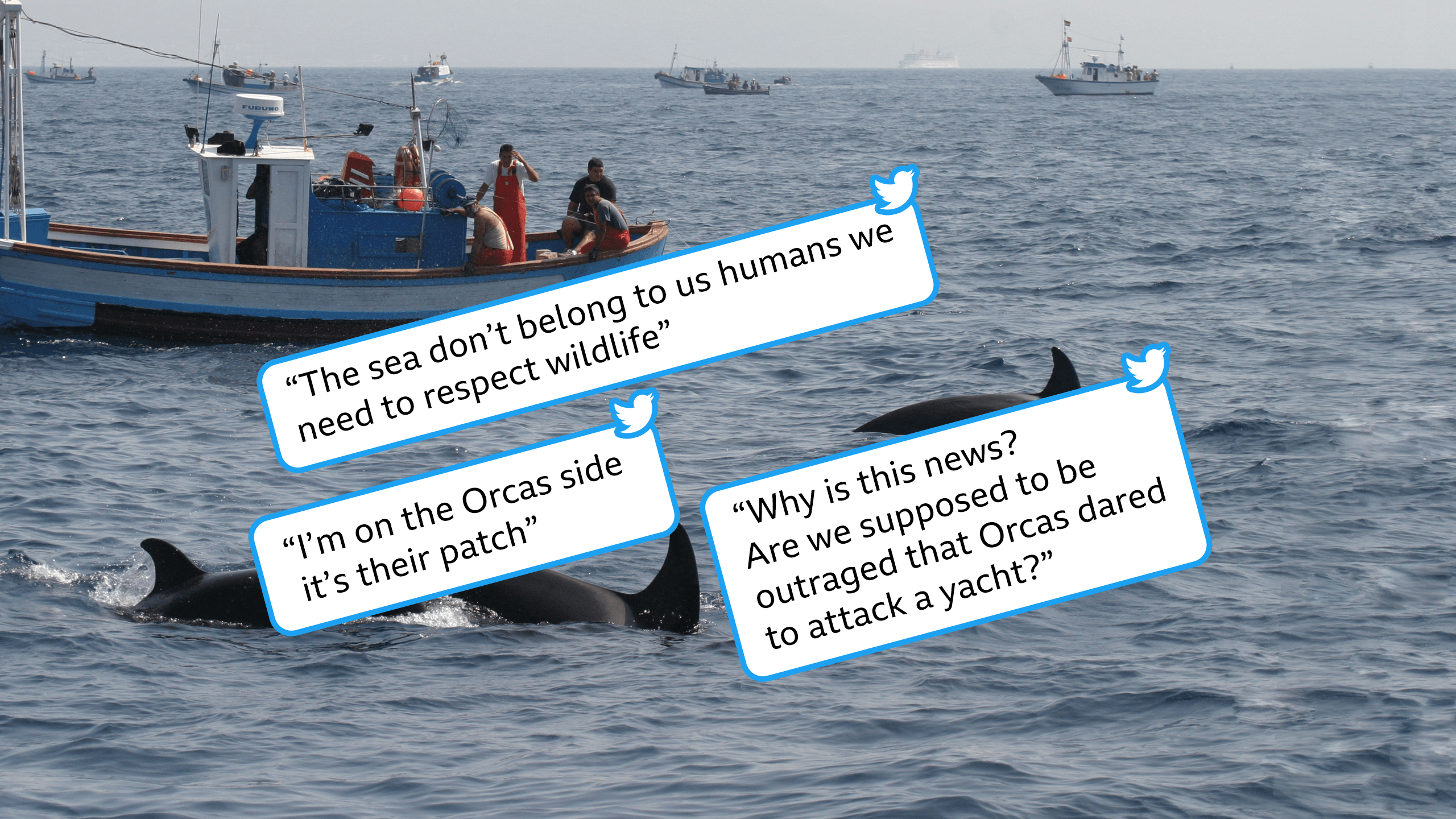 Have rogue orcas really been attacking boats in the Atlantic?