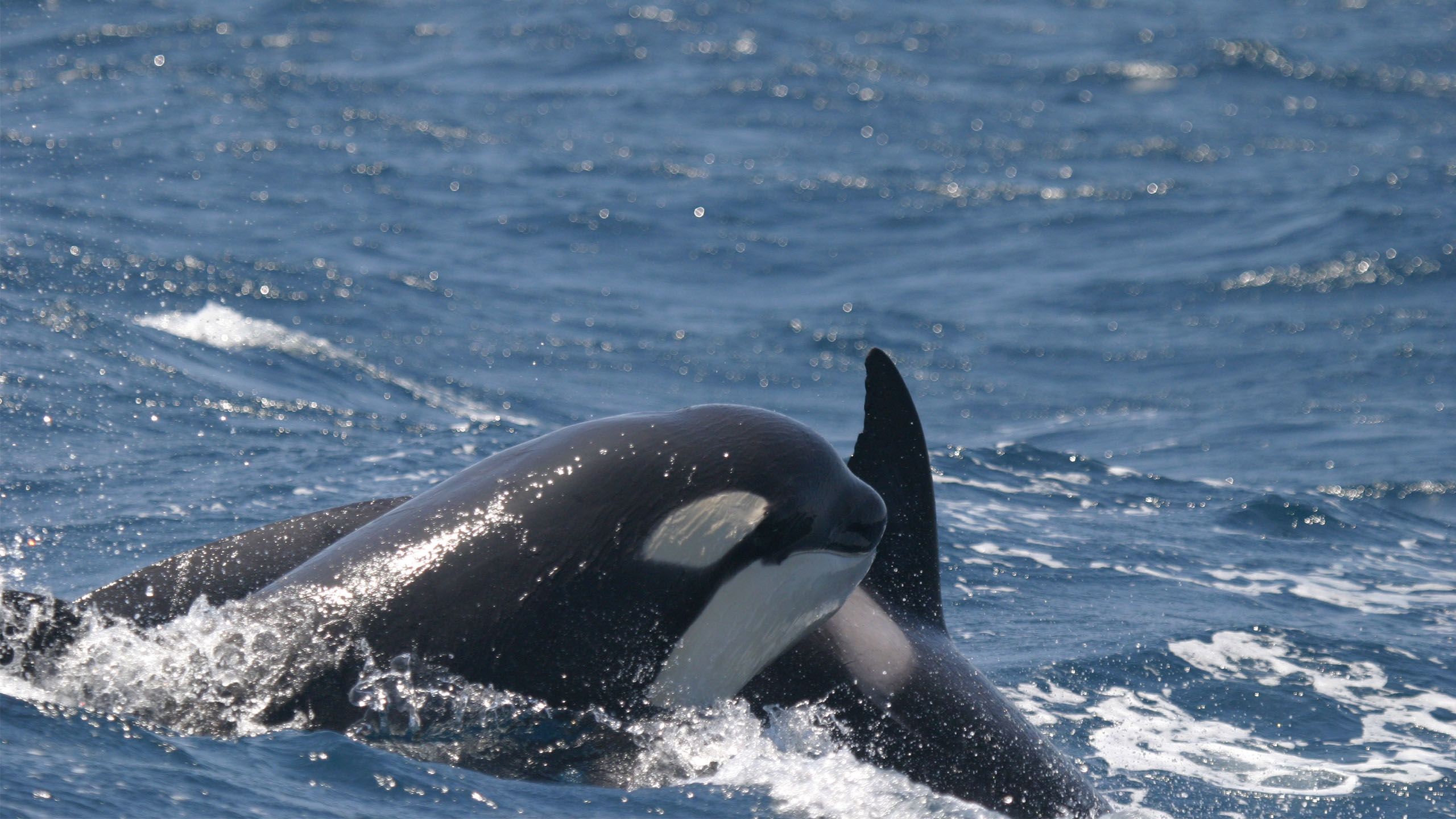 Orcas