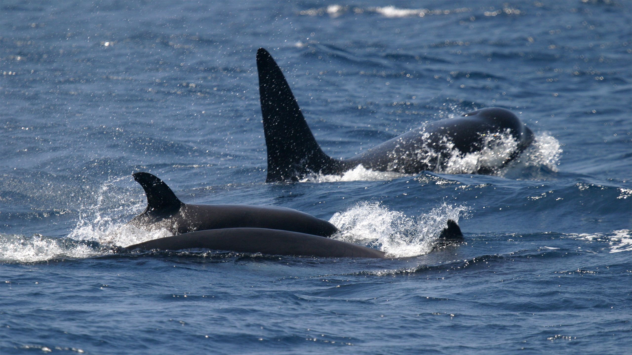 Orcas