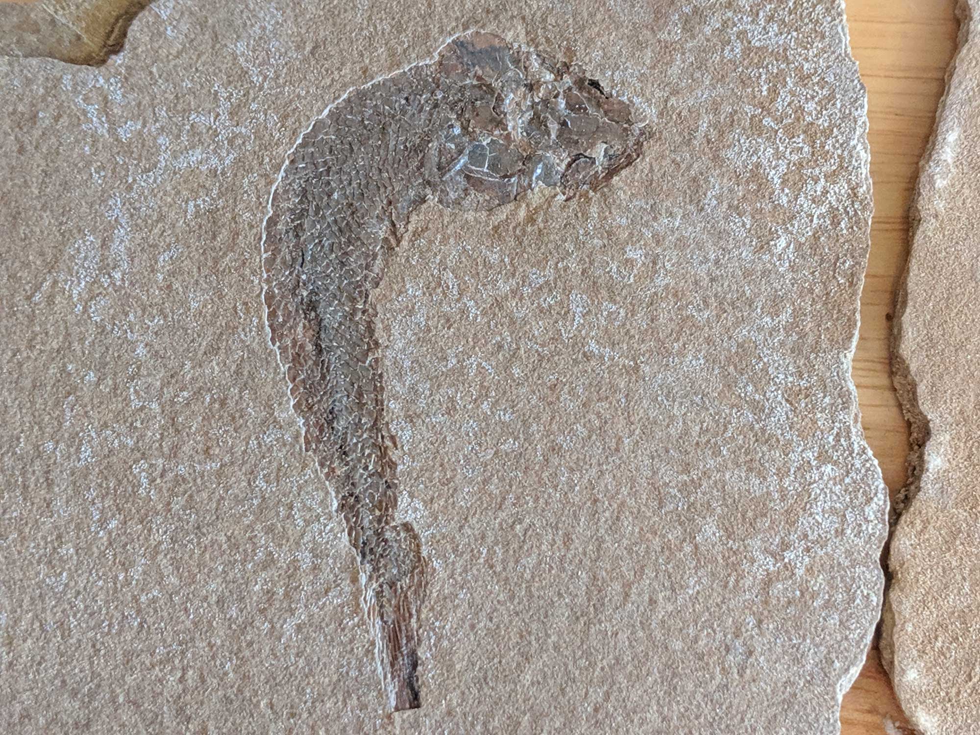Fossilised fish