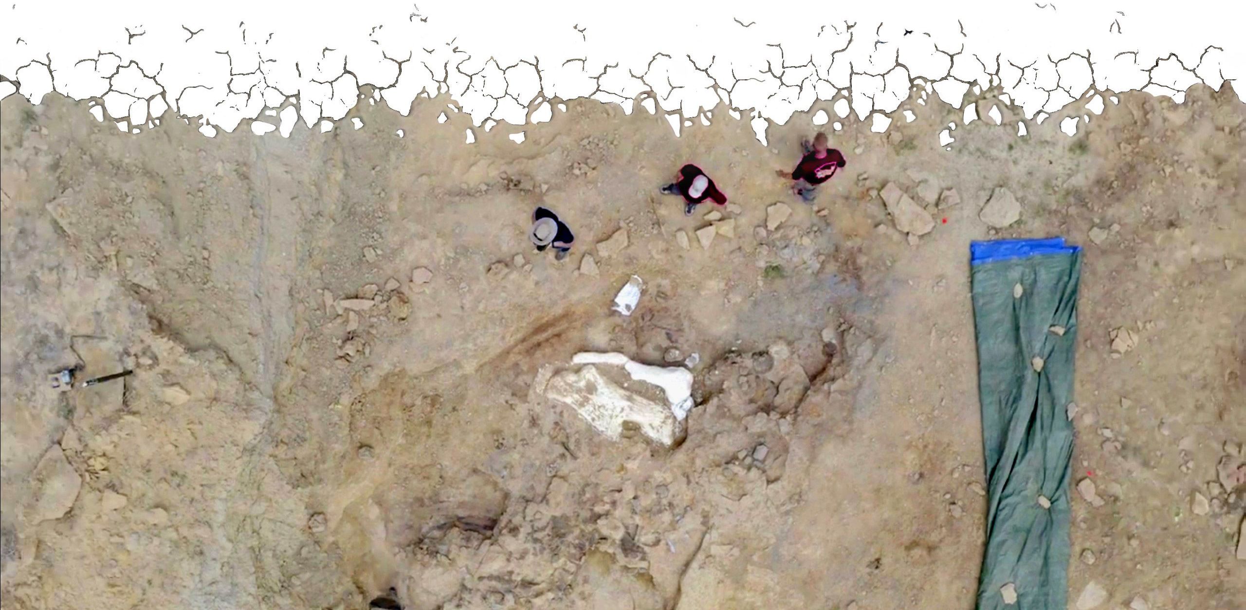 Dinosaur bones from above
