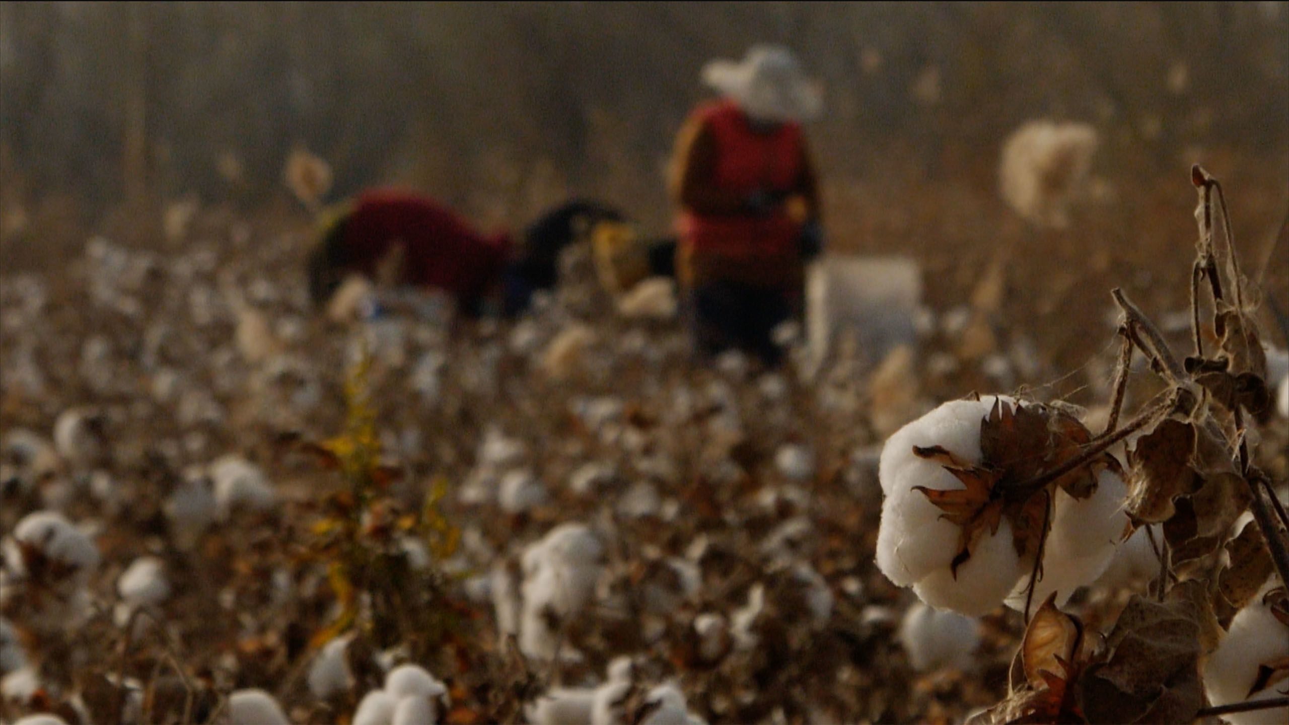 China's 'tainted' cotton