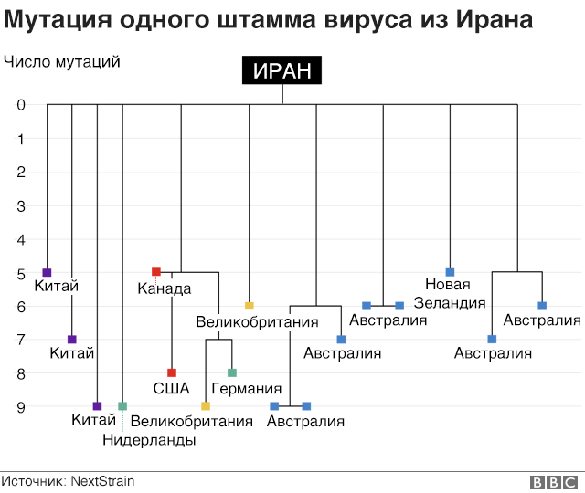 A transmission tree of genetically similar covid-19 samples, all originating in Iran